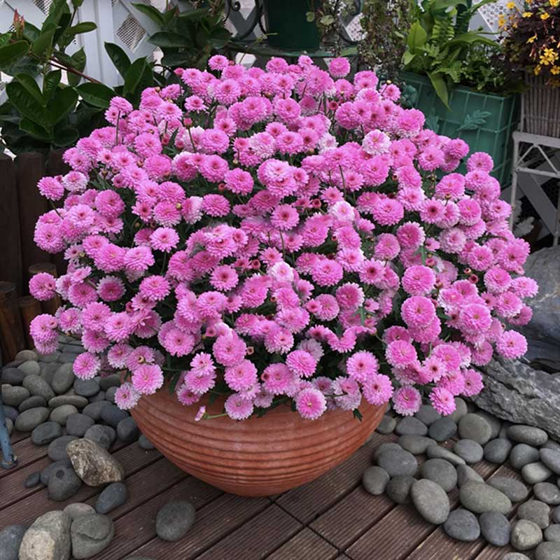 粉色形似玛格丽特四季花进口翠菊图片