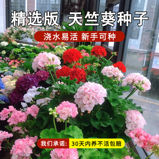 重瓣天竺葵花籽洋绣球花种子阳台盆栽易种活庭院花卉多年生不耐热