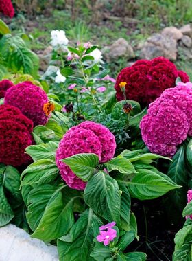 乡村庭院室外花园公园花海小区花坛道路绿化花卉巨型鸡冠花种籽子