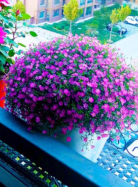 满天星种子花种孑庭院室内外盆栽植物花种籽长不高花卉矮生不耐热