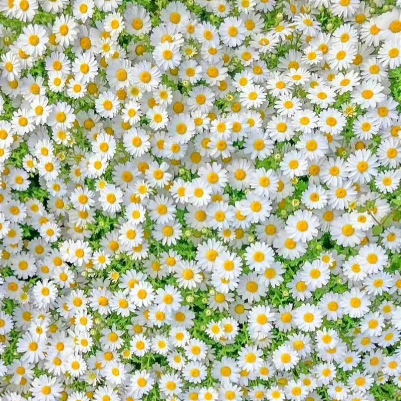 洋甘菊种子芳香驱蚊易活室内外阳台庭院盆栽白晶菊小雏菊花种籽子