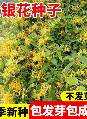 金银花种子忍冬花籽爬藤