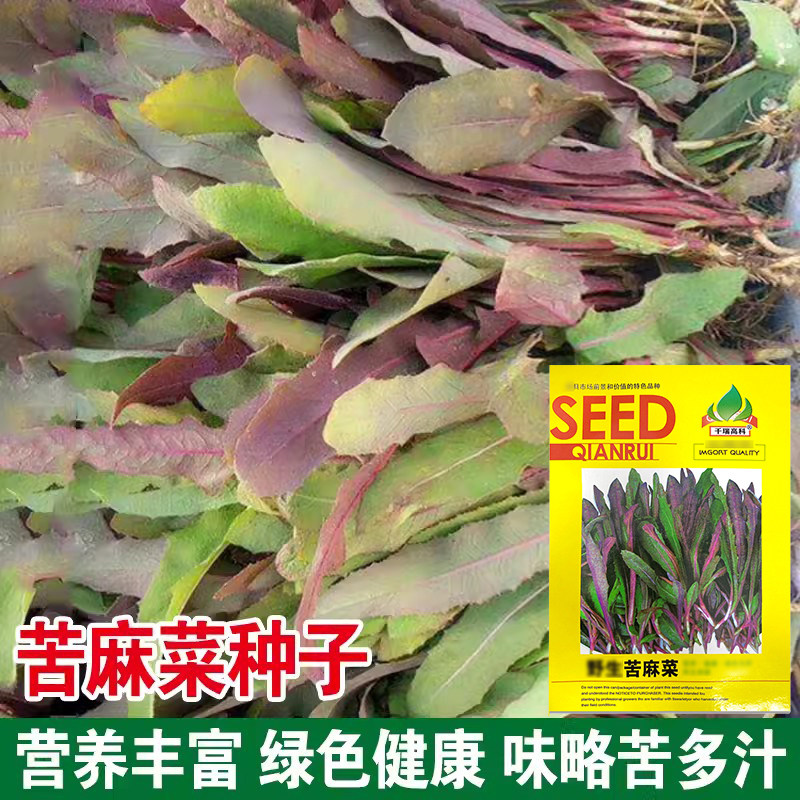 户外曲麻菜种籽叶菜野菜苦麻菜种子苦菜种籽四季春夏秋冬播盆栽图片