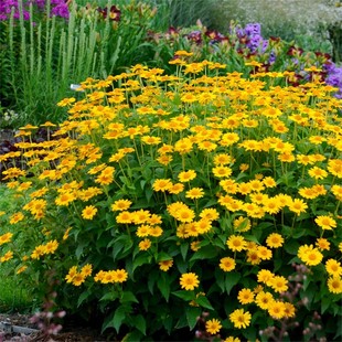 宿根小花多头向日葵花种子籽耐热耐阴耐寒多年生种一次每年都开花