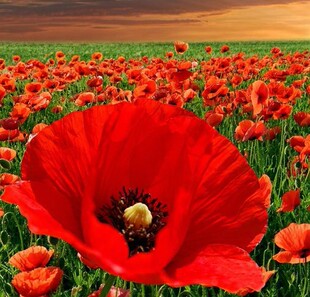 中国红花虞美人花种耐寒四季易活花籽公园花海庭院道路乡村小区播