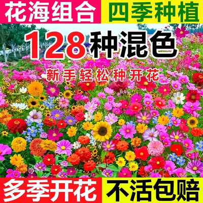 室外庭院花卉野花组合格桑花种子籽波斯菊太阳花种孑耐热耐好活