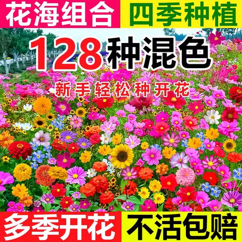 室外庭院花卉野花组合格桑花种子籽波斯菊太阳花种孑耐热耐好活