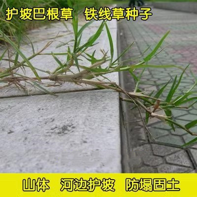 巴根草牛筋草种子铁线草护坡草籽爬地草狗牙根护坡种子防水土流失