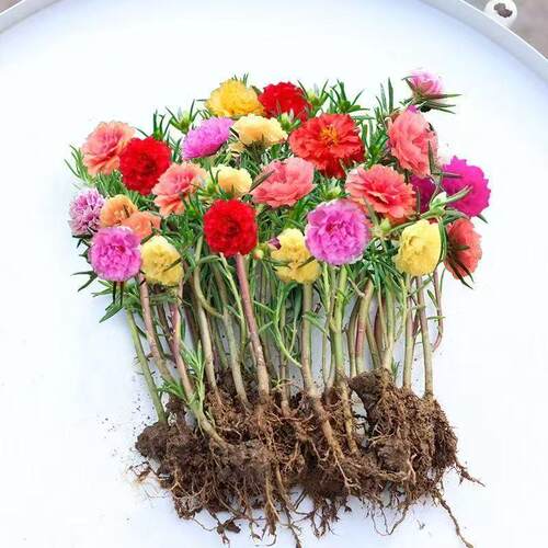 七彩重瓣太阳花苗带根盆栽植物庭院混色好养花卉绿植阳台耐热不高