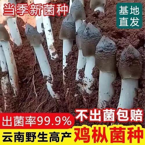鸡枞菌新鲜高产菌伞把菇三塔菌原种菌种鸡肉菌草菇香草菇四季可种