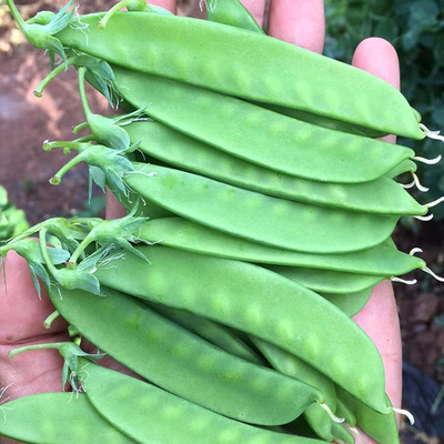 各种豆角眉豆四季豆荷兰豆种籽子