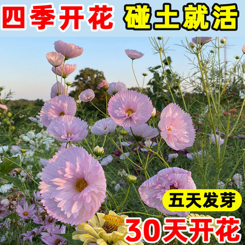 蛋挞波斯菊花种籽子四季播种开花庭院阳台易活室内七彩格桑花种孑