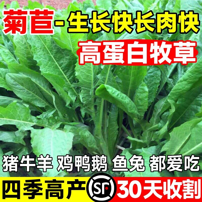 将军大叶菊苣草种籽多年生牧草种子四季养殖猪鸭鹅鸡兔牛羊猪草孑