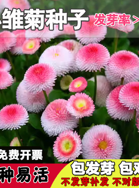 好活易种网红花种子小雏菊花种籽子长不高室内外阳台盆栽耐寒花卉