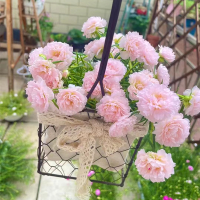 重瓣太阳花花种子花籽草坪花矮室内花卉易活室外种孑大全花种籽子