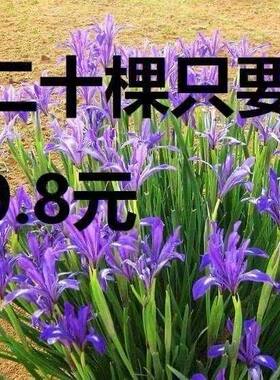 马兰花盆栽 马兰花苗  绿化苗马蔺花 马兰花苗 马莲、香蒲苗