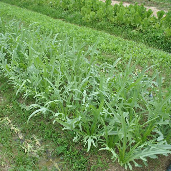 苦麦菜种子野生老品种山苦苣种籽花籽 野草野菜麻菜鹅菜牧草荒坡