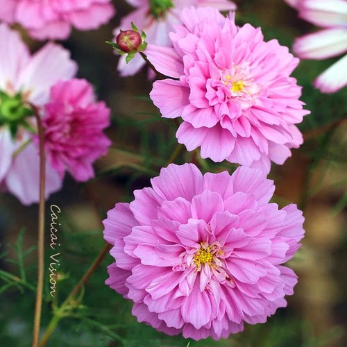 粉色重瓣波斯菊花种子格桑花籽庭院室外花园盆栽易活花卉春秋季播