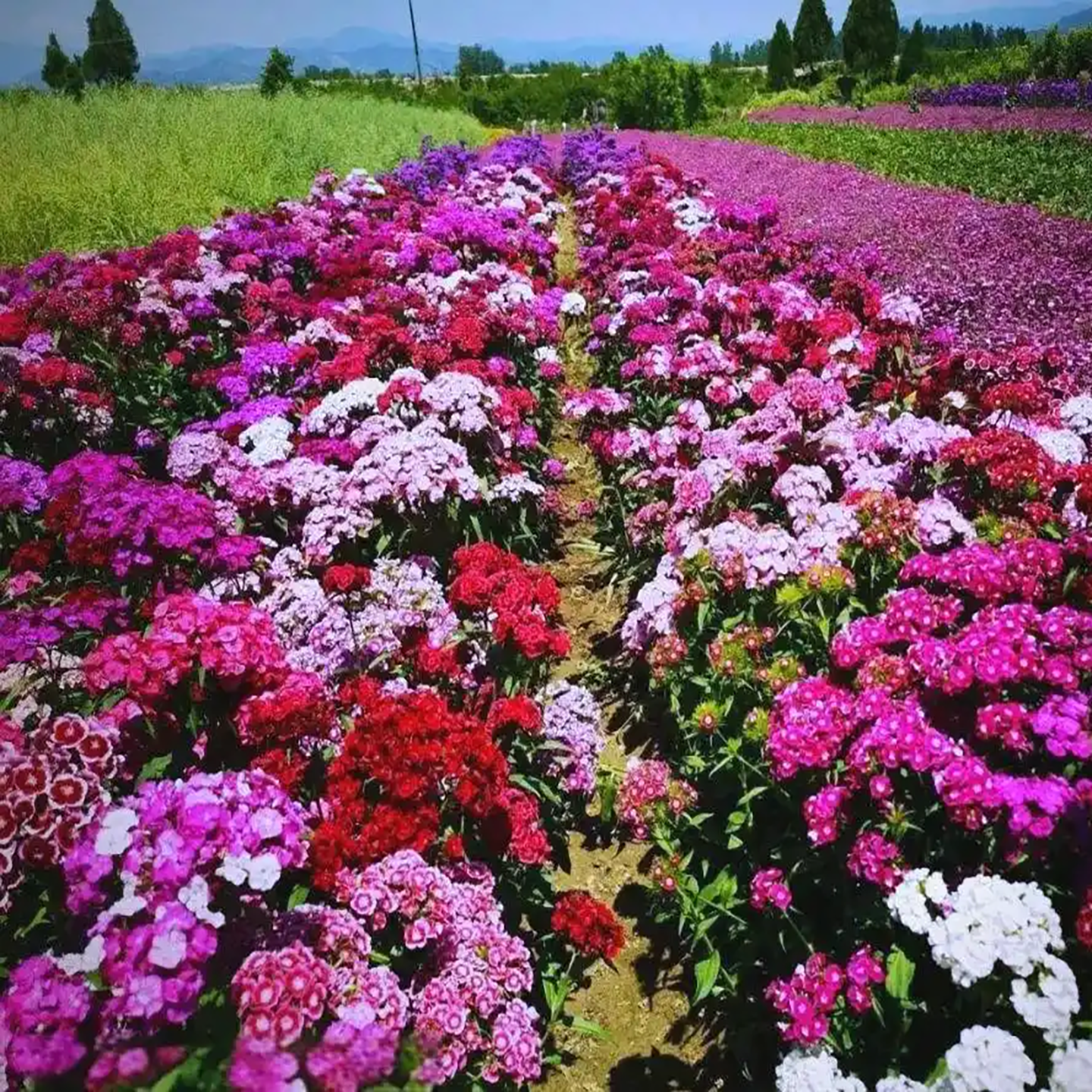 美国五彩石竹花种子常夏四季播种开花庭院花籽孑须苞石竹花种籽子