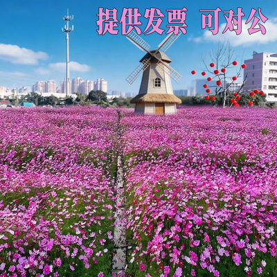 重瓣波斯菊种子七彩矮杆格桑花种籽室外庭院花卉野花组合花海易活