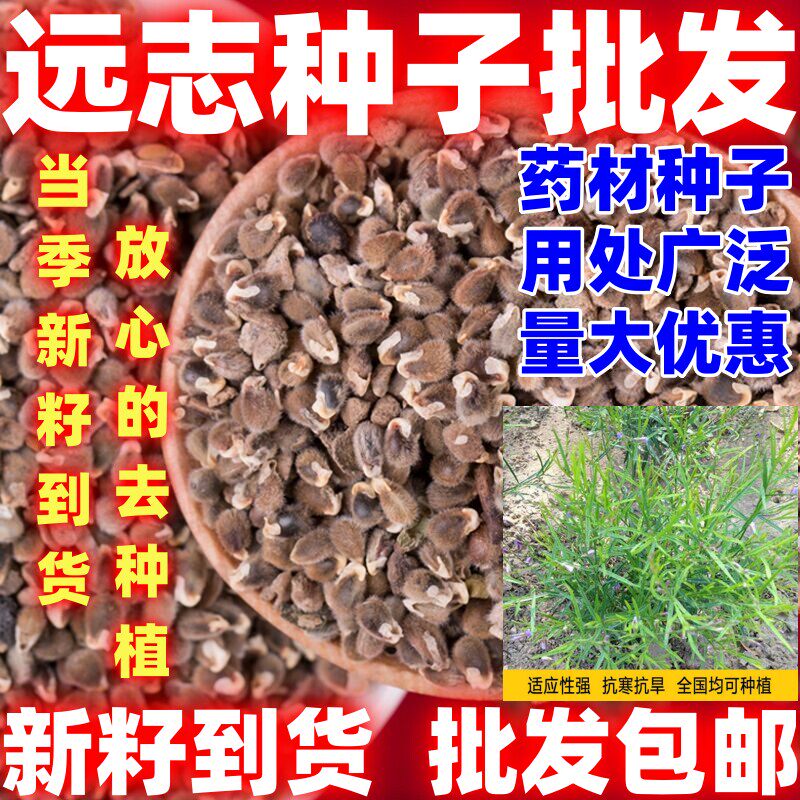 远志种子抽芯远志苗中药材非庭院室外种植药食可用野生远志种籽孑