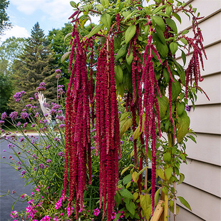 尾穗苋种子垂鞭绣绒球花种籽子四季播种花籽可切花垂吊盆栽易种活
