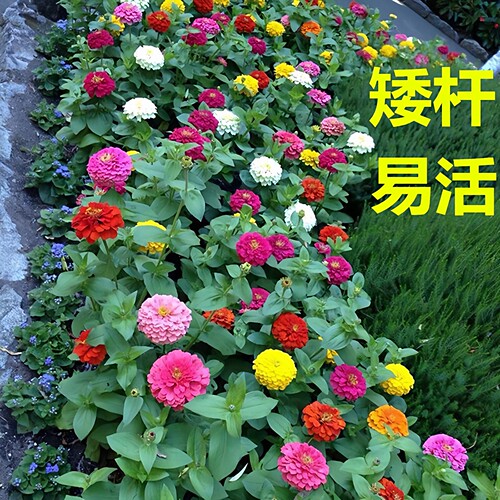 矮杆重瓣百日草花种子大全格桑花籽庭院室外易活四季开花卉太阳花