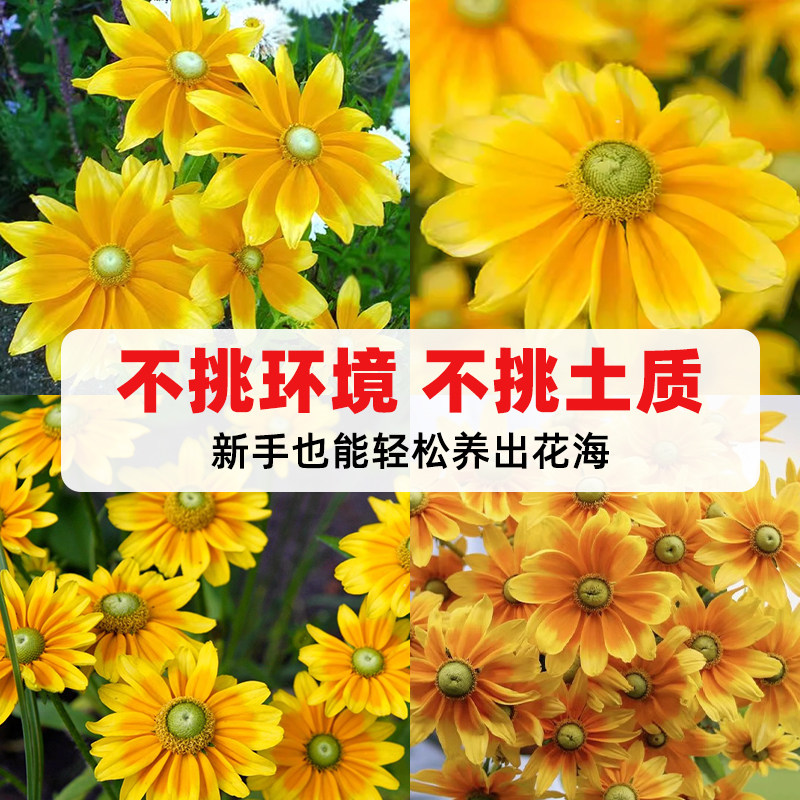 金光菊种子四季播种开花宿根黑烟苏珊花种冬天庭院室外盆栽种籽孑