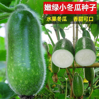 早绿小冬瓜种子四季高产粉皮冬瓜迷你小冬瓜种子易种阳台盆栽蔬菜