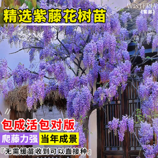 庭院攀援耐寒植物爬藤花卉紫藤花苗藤紫萝树苗走廊门廊长廊盆栽绿