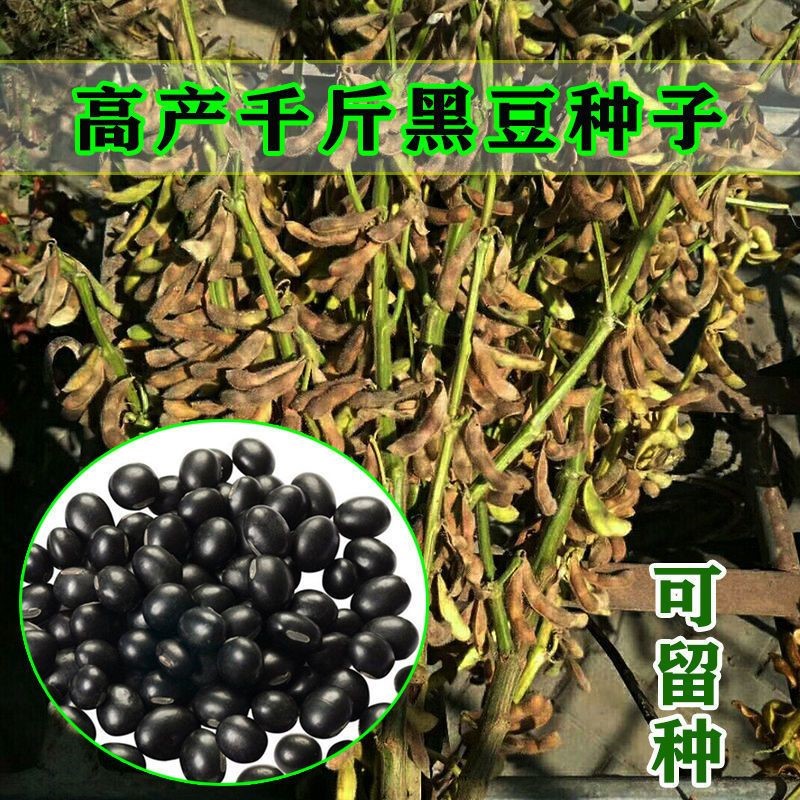 老品种黄心小黑豆种子高产绿心黑豆孑农家青毛豆蔬菜种籽非转品种