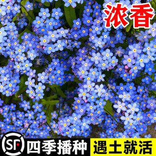 勿忘草种子四季易种花籽宿根多年生勿忘草庭院阳台盆栽花卉花种籽