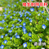 适合路边花盆乡村播种花阿拉伯婆婆纳种子护坡耐寒耐阴宿根草坪花