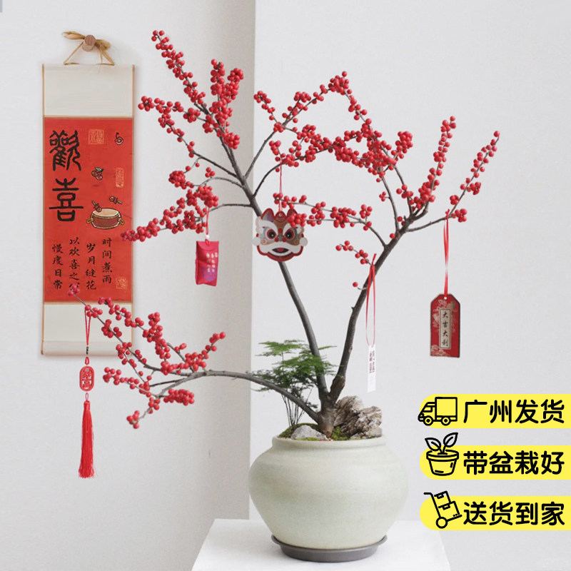 北美冬青盆栽红果真花广东年宵花室内客厅办公室花卉开业送礼植物,鲜花速递/花卉仿真/绿植园艺,大型绿植/成品组合盆栽,淘宝优惠券,粉丝福利购,淘宝优惠卷