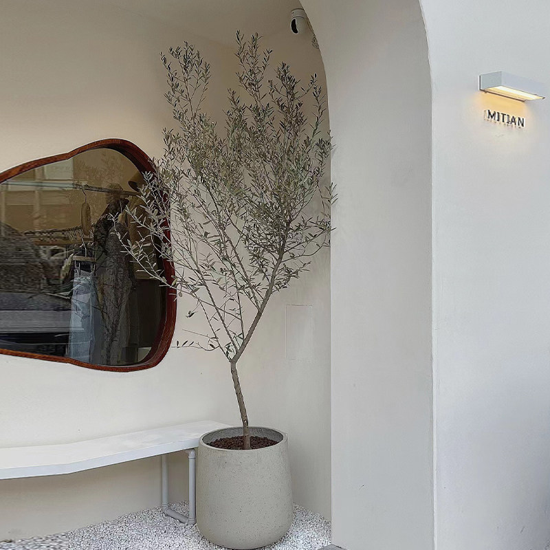 造型油橄榄树盆栽室内大型绿植客厅办公室植物门店庭院净化空气