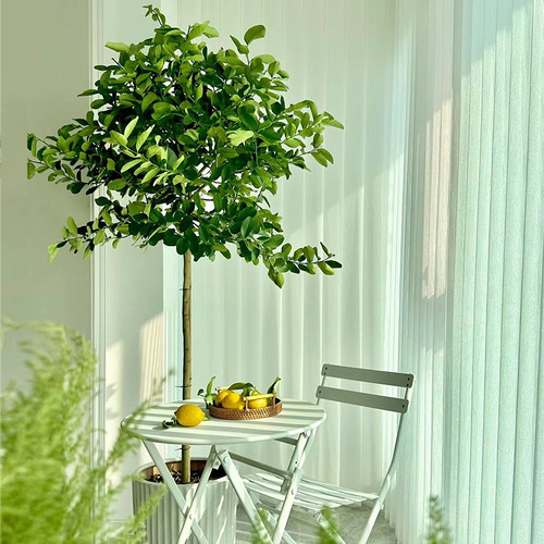 【精品】香水柠檬树盆栽大型室内绿植客厅阳台带果可食用柠檬茶