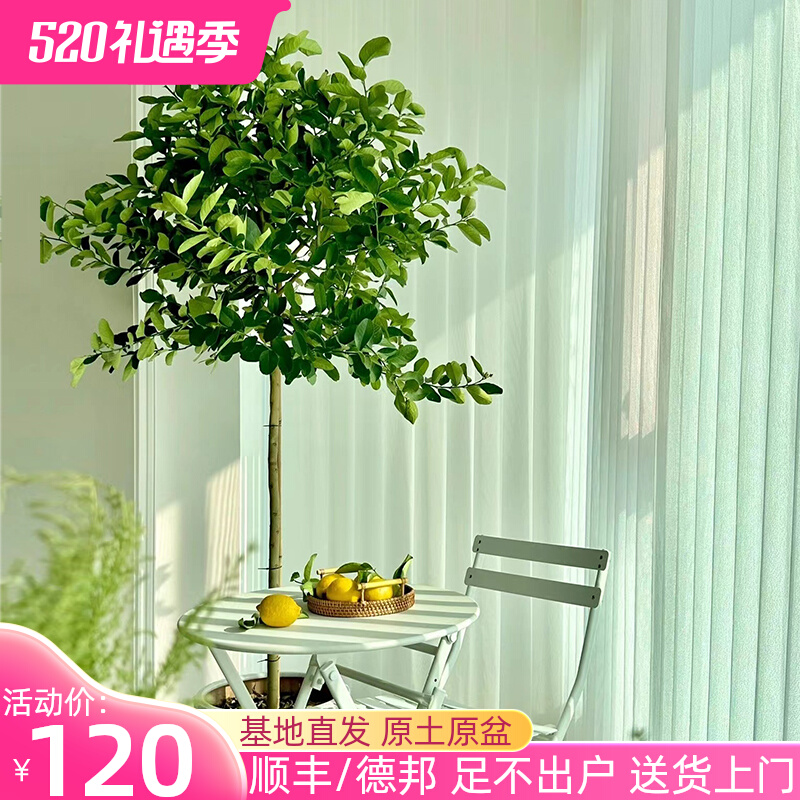 香水柠檬树盆栽大型室内绿植带果发货客厅有阳台净化空气可食用