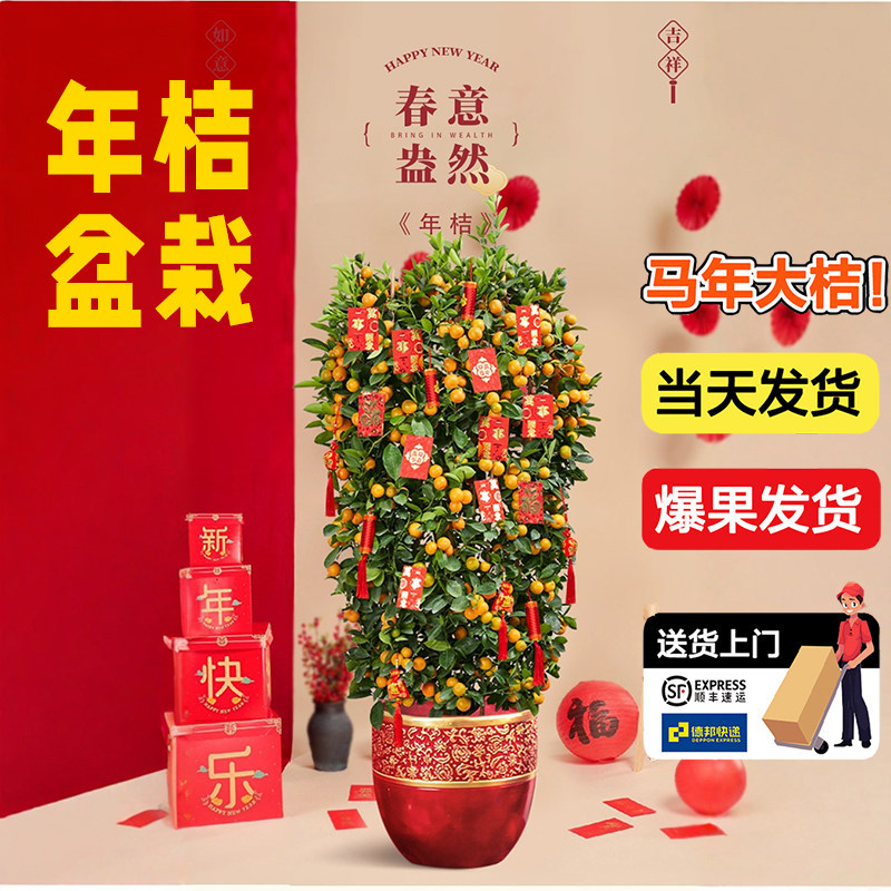 广州年桔盆栽带果四季桔新年客厅年宵花卉大型招财开业送礼金桔树,鲜花速递/花卉仿真/绿植园艺,大型绿植/成品组合盆栽,淘宝优惠券,粉丝福利购,淘宝优惠卷