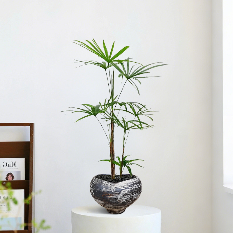 桌面细叶金山棕竹子小叶棕耐阴室内客厅绿植盆栽好养中式中古风情