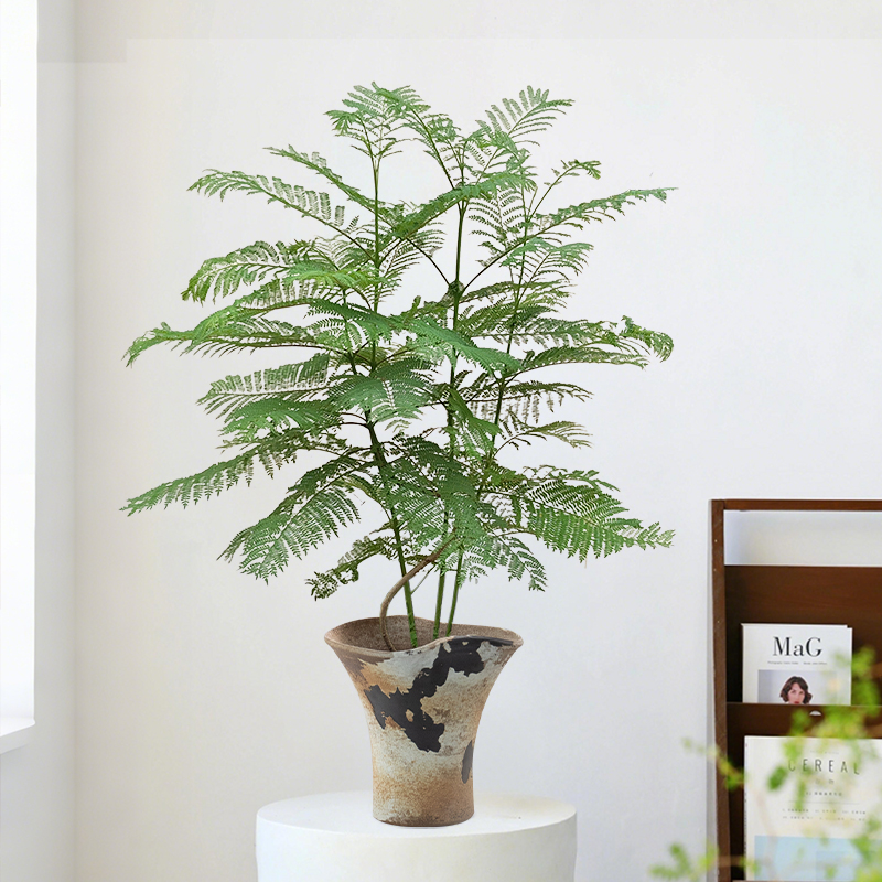 蓝花楹盆栽盆景植物室内中式咖啡厅客厅办公室去班味ins高级绿植