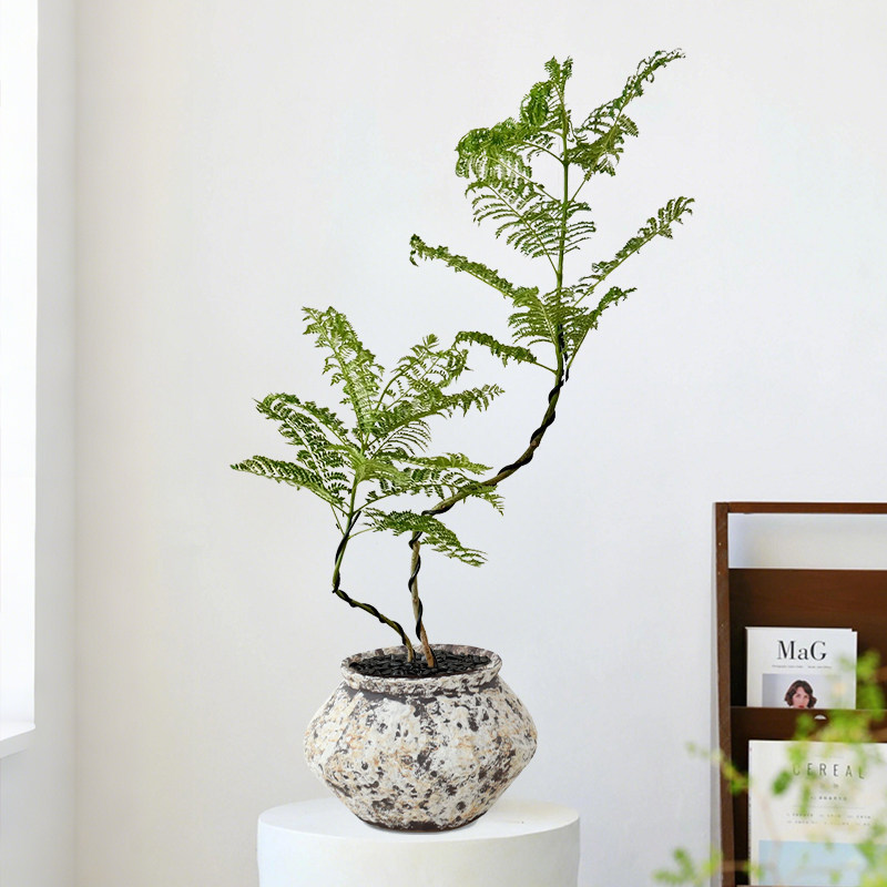 蓝花楹桌面盆栽盆景植物室内中式客厅办公室去班味ins高级感绿植