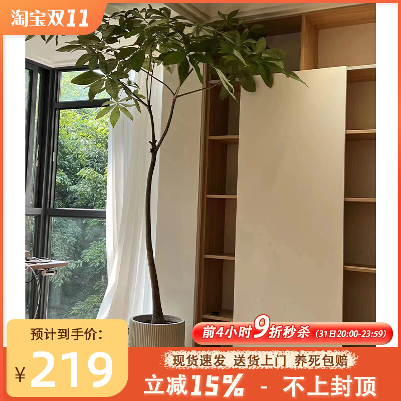 原生发财树盆栽造型大型绿植室内庭院客厅净化空气观叶网红植物