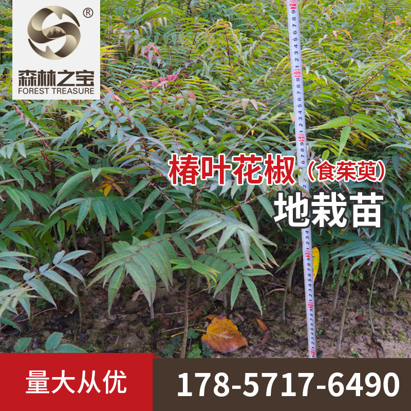 野生椿叶高树花椒食茱萸树苗红刺楤乡土特色香料调料卤料香叶植物