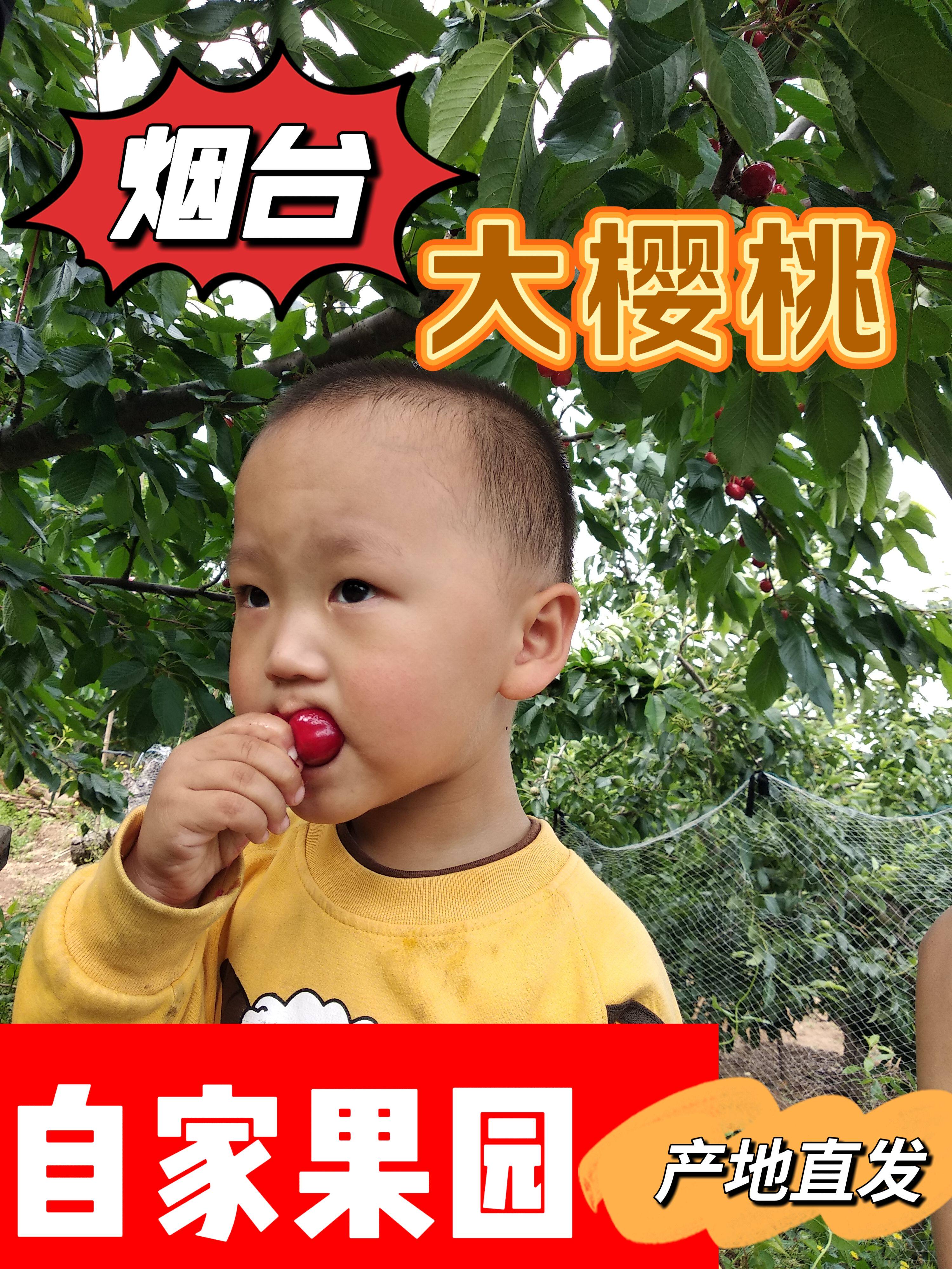 烟台凉地大樱桃露天自家果园产地直发水晶孕妇水果顺丰包邮现摘