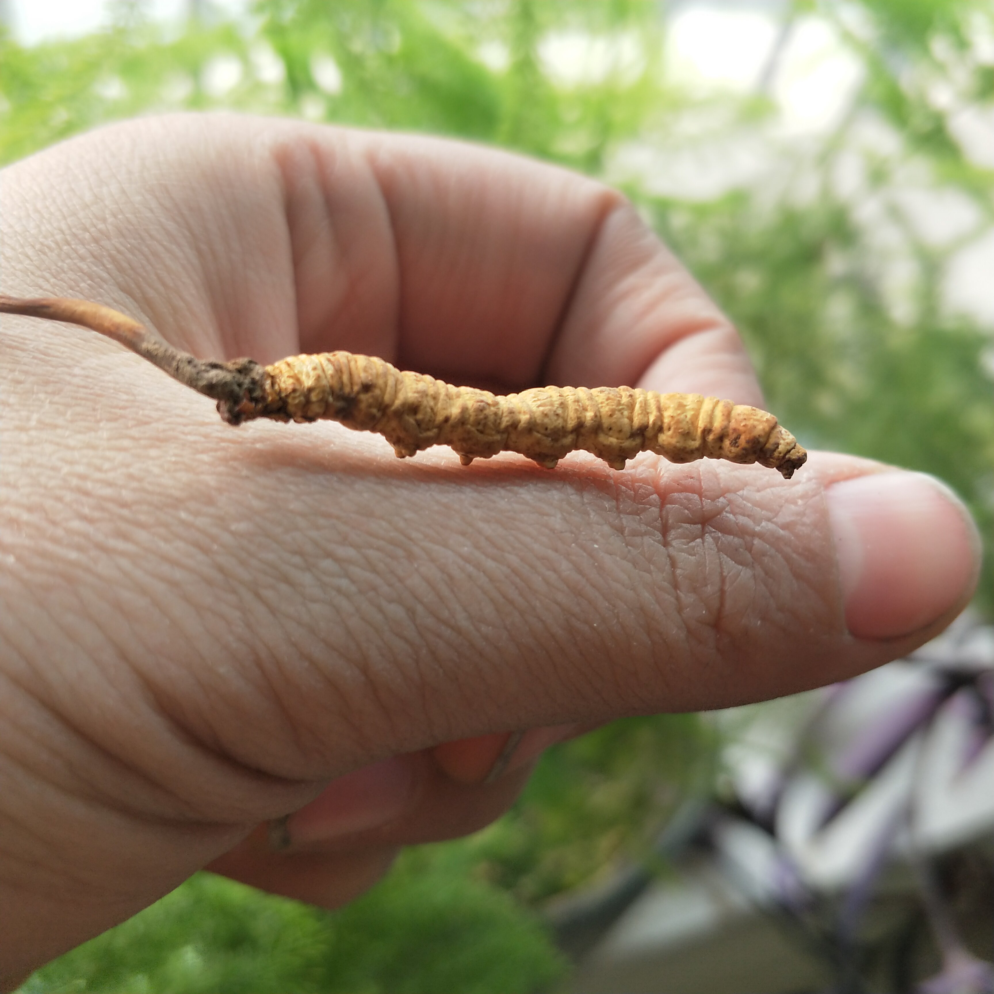 冬虫夏草整条无断草西藏高海拔虫草老年泡酒干鲜草包邮