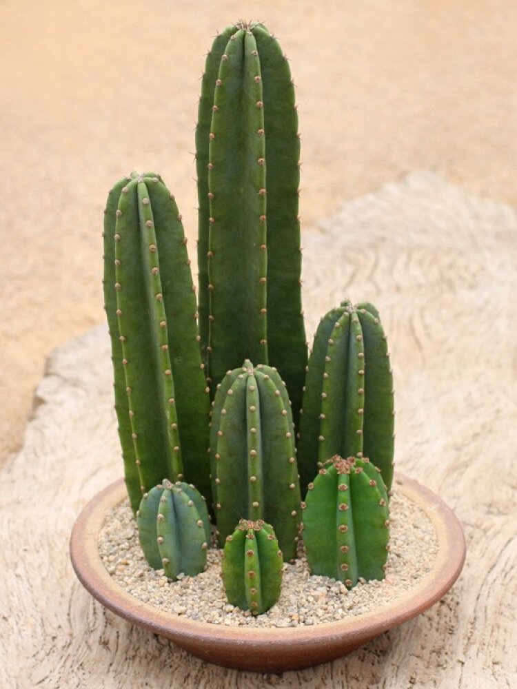 minipot园艺开花量天尺仙人掌科庭院造景美观布置盆栽趣味阳台