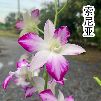 基地直发泰秋石斛花期长