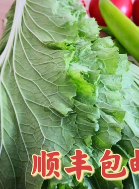 网红东北新鲜大白菜叶20片农家