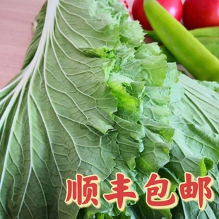 网红东北新鲜大白菜叶20片农家大饭包自种蔬菜叶子蘸酱菜黄秧白现