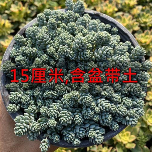 22年最新款多肉植物星美人